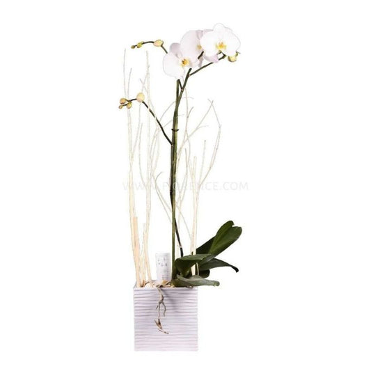Orquídea Phalaenopsis Blanca