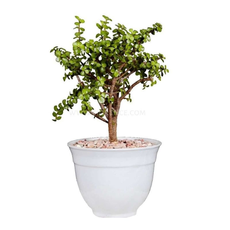 Árbol de la Abundancia