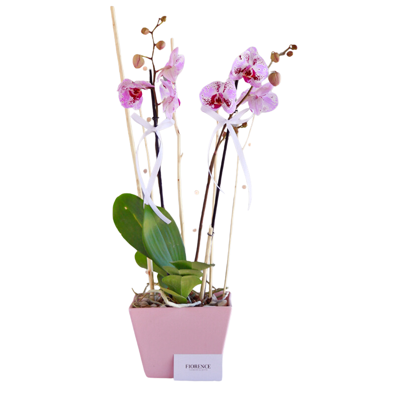 PLANTAS Y ORQUIDEAS - Purifican el aire y embellecen tu entorno.