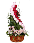 Spiral 24 roses classic arrangement 