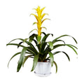 Bromeliad in a glazed ceramic pot 