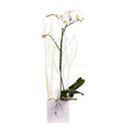 White Phalaenopsis Orchid