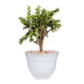 Elephant Bush