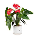 Red Anthurium