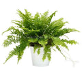 Fern