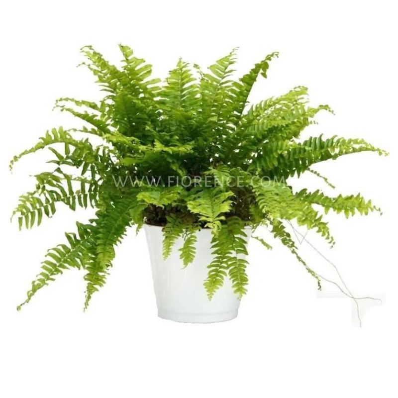 Fern