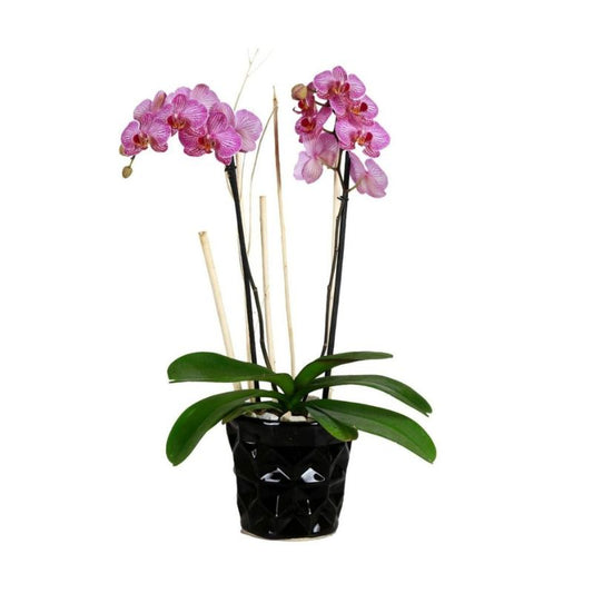Orchid in a glazed ceramic planter